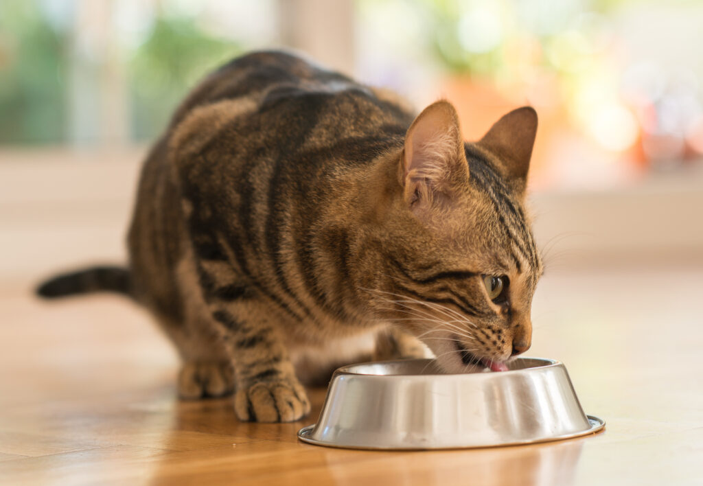 Beautiful feline cat eating on a metal bowl. Cute domestic animal.