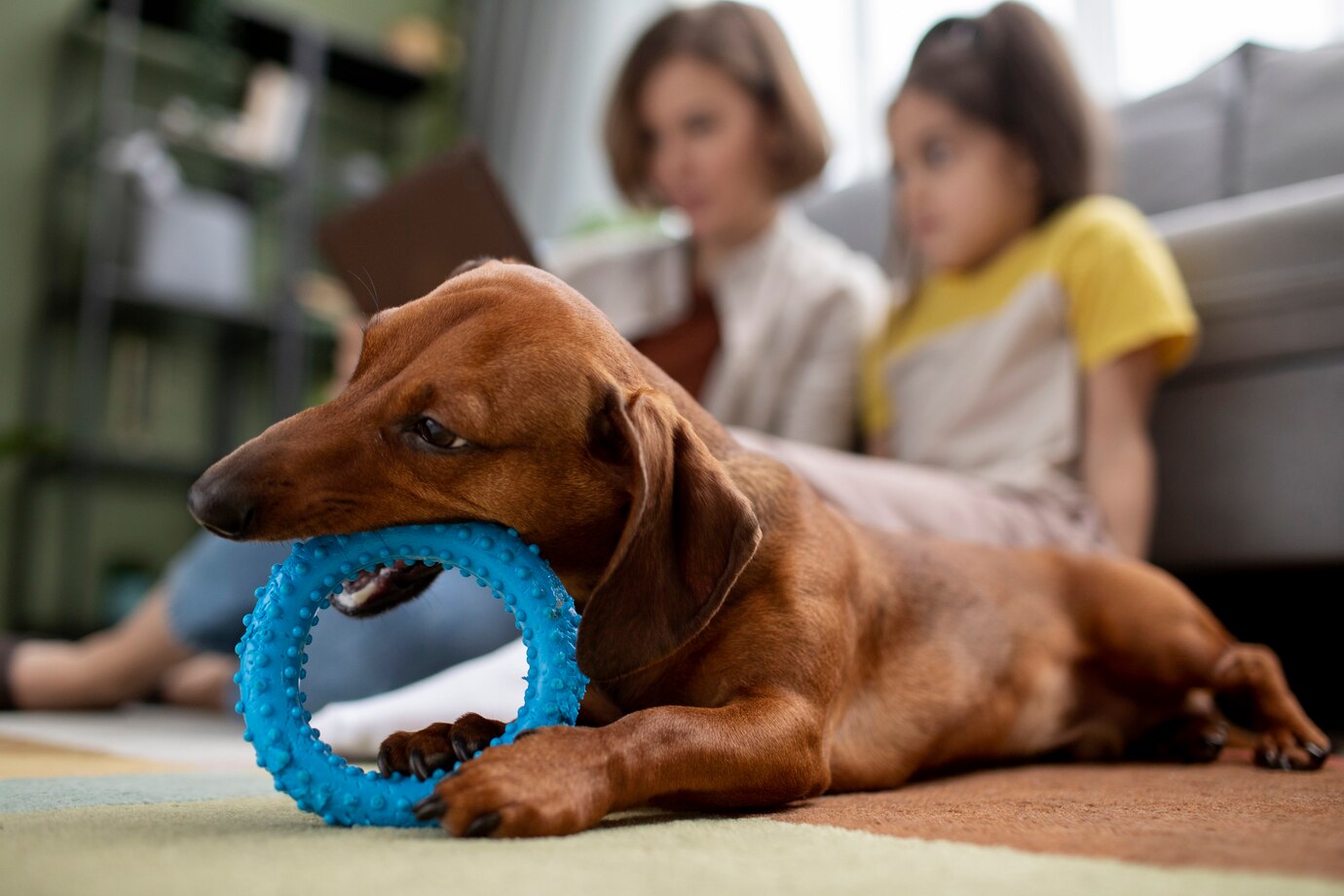 close-up-beautiful-dachshund-dog-with-chewing-toy_23-2149202501