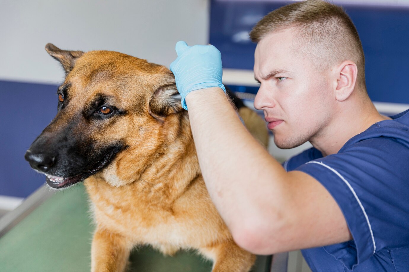 close-up-doctor-checking-dog-s-ear_23-2148302270