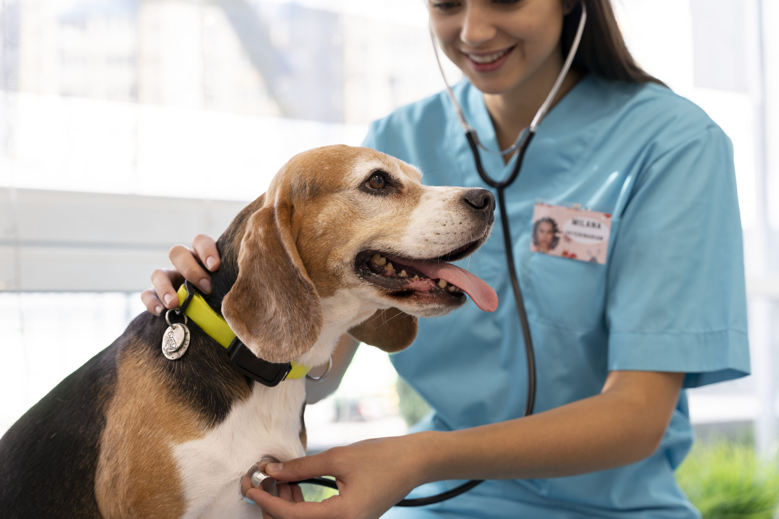 close-up-veterinarian-taking-care-pet