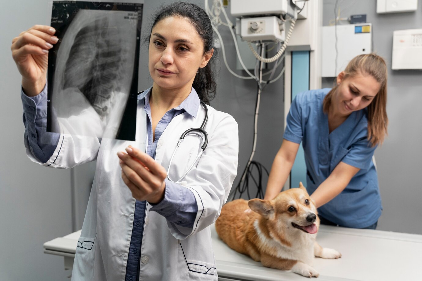 veterinarian-taking-care-pet-dog_23-2149198636